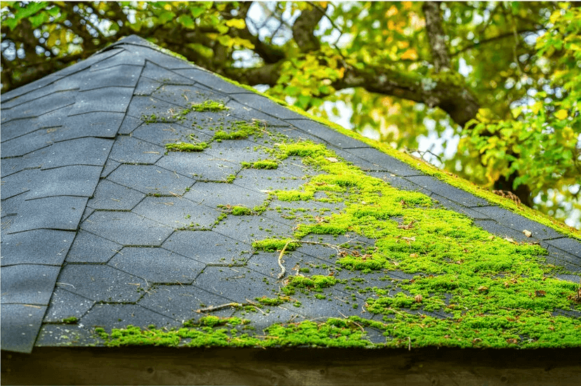 An image of mossy roof.